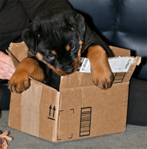 Piper in a box